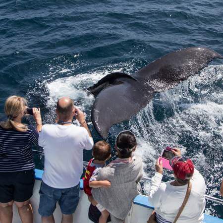 Gray Whale Migration Off Laguna Beach Winter/Spring-$16 Cruise Special