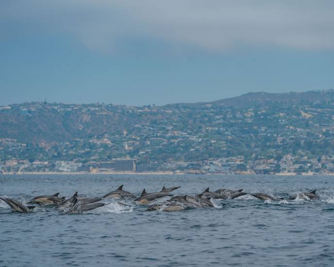 Laguna Beach, the Common Dolphin's Playground