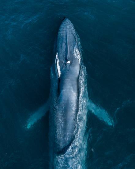 Blue Whales Feeding in Laguna Beach