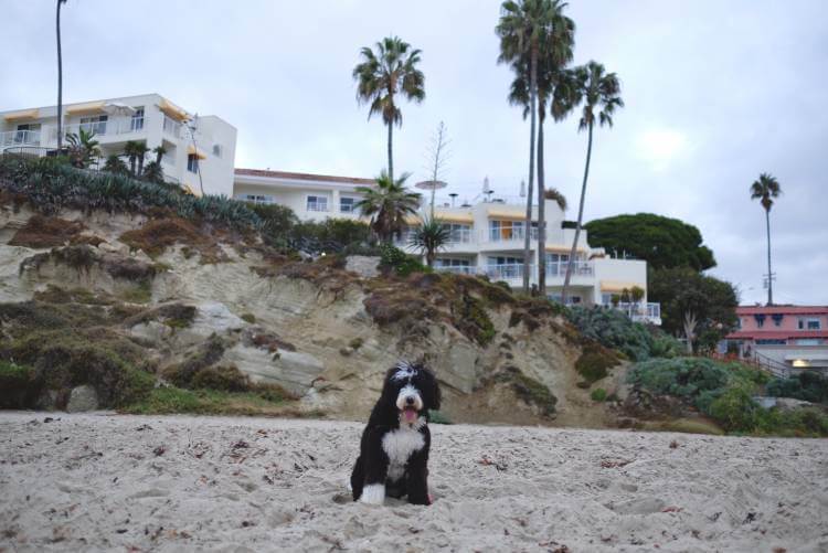 An adorable dog sitting on a dog-friendly beach in Laguna Beach.