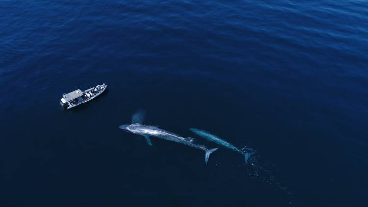 Blue Whales Feeding in Laguna Beach