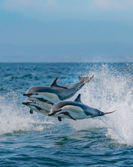 Dolphin Stampede in Laguna Beach