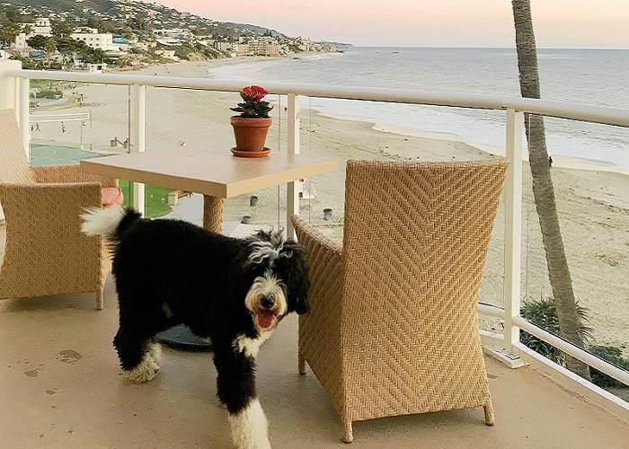 Dog Friendly Hotels The Inn at Laguna Beach