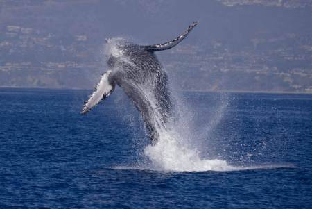 Dana Point, CA: The Dolphin & Whale Watching Capital of the World