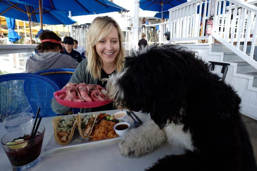 Dog-Friendly Laguna Beach Restaurants