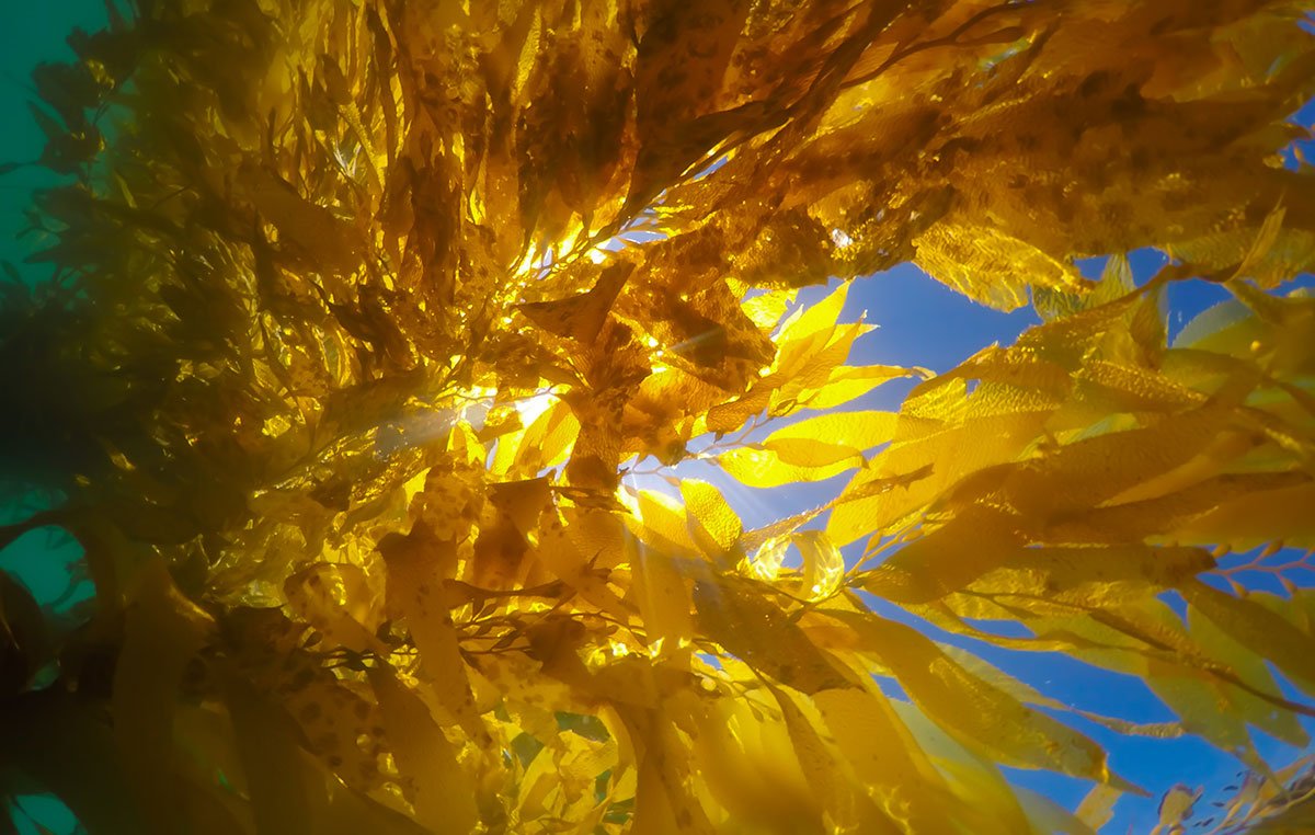 Events This Weekend In Laguna Beach California events-this-weekend-in-laguna-beach-california