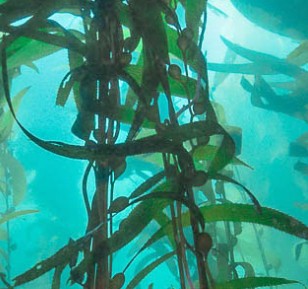 Rivian Kids: Toddler Time with Laguna Ocean Foundation