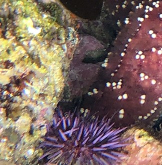 BioBlast Event with Laguna Ocean Foundation