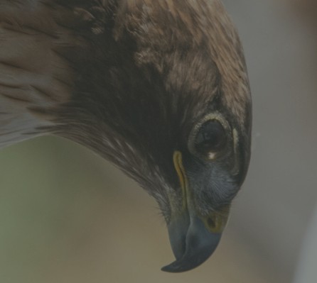 Rivian Kids: Toddler Time with Birds of Prey Center