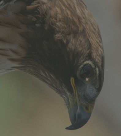 Rivian Kids: Toddler Time with Birds of Prey Center