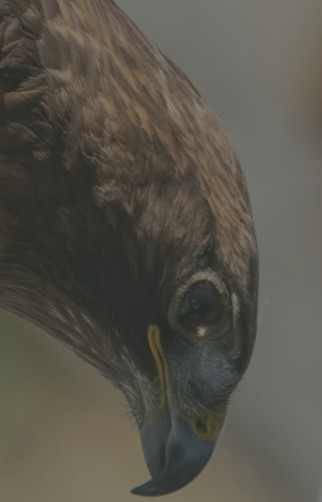 Rivian Kids: Toddler Time with Birds of Prey Center