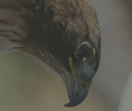 Home Rivian Kids: Toddler Time with Birds of Prey Center